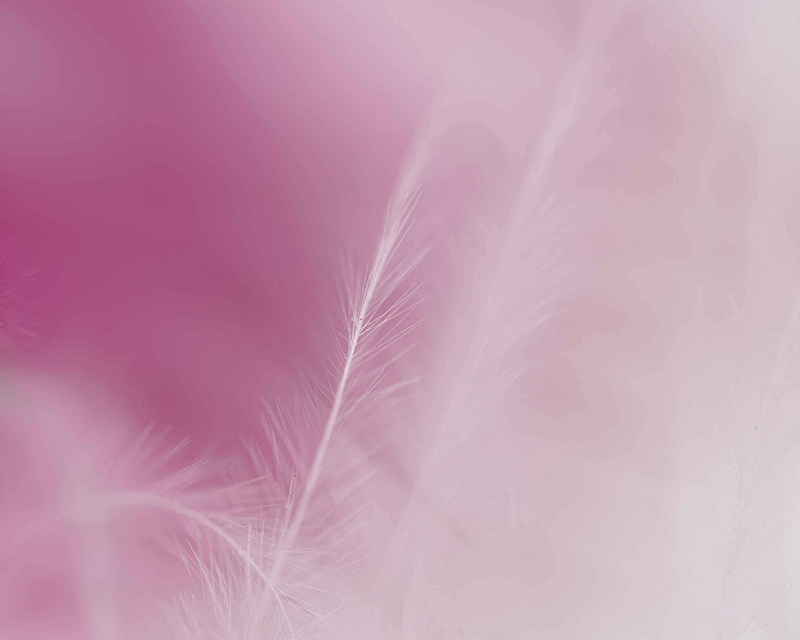 Douceur d'une plume, Haute Savoie Douceur d'une plume, Haute Savoie
